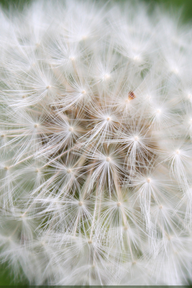 На газоне красивый козлобородник (большой одуванчик) 