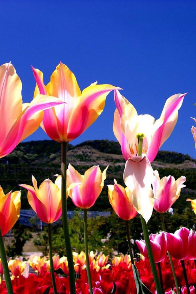 Один тюльпан завял