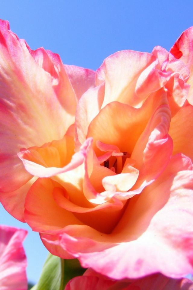 Цветок оранжевого гладиолуса