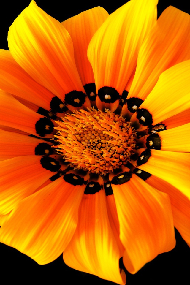 Оранжевый цветок на черном фоне