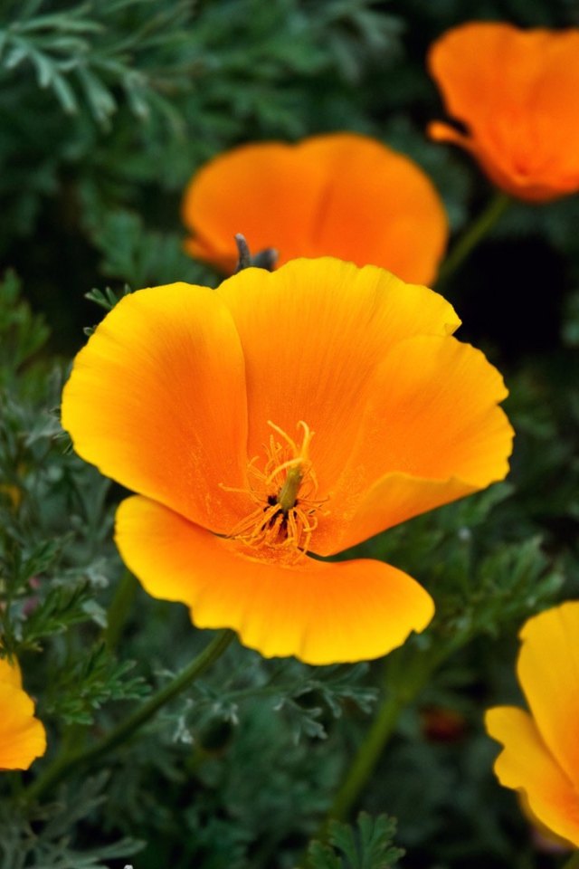 Оранжевые цветы