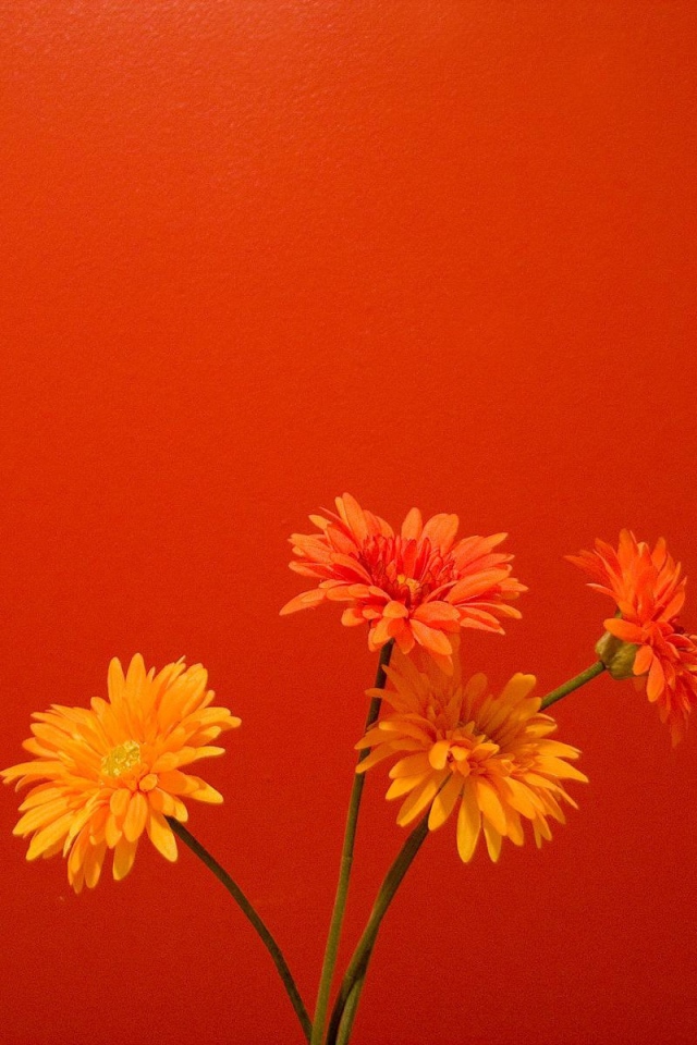 Оранжевые цветы на красном фоне