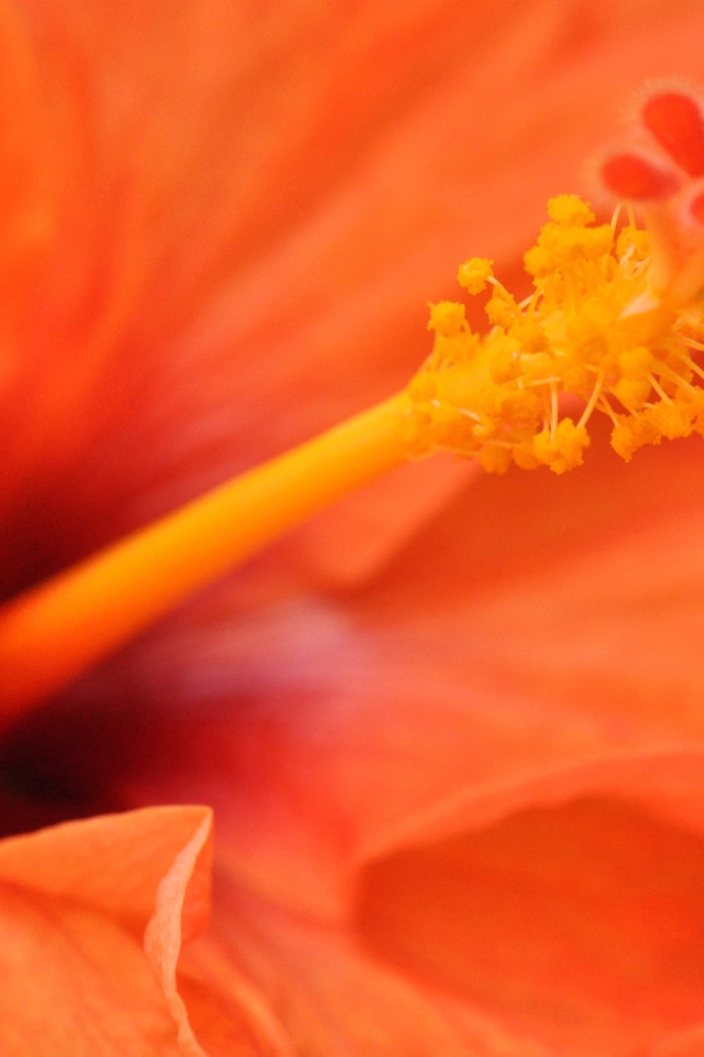 Оранжевый гибискус