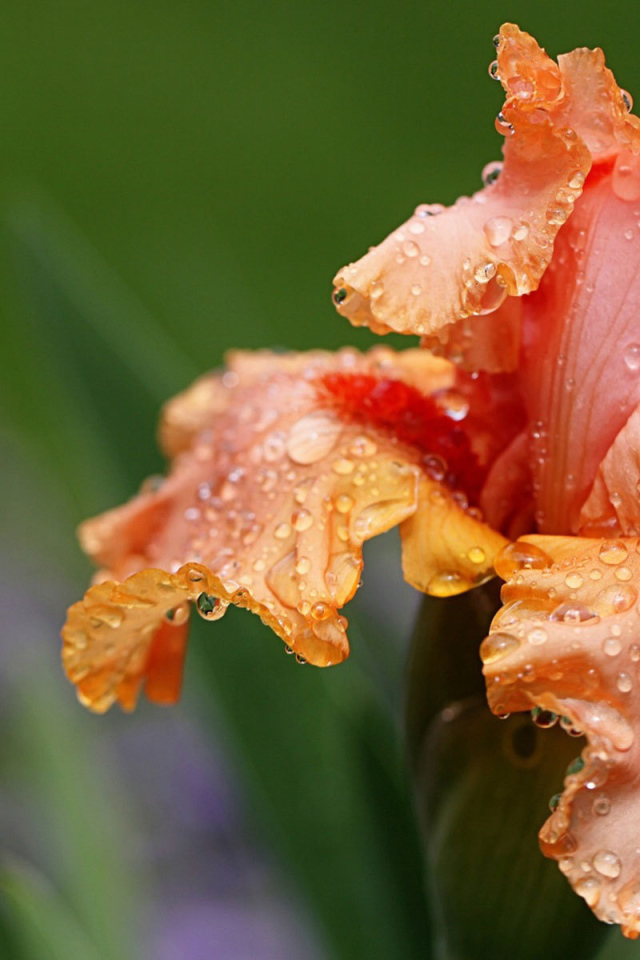 Оранжевый цветок ирис