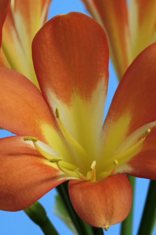 Оранжевые лилии