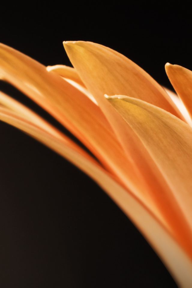 Оранжевые лепестки цветка