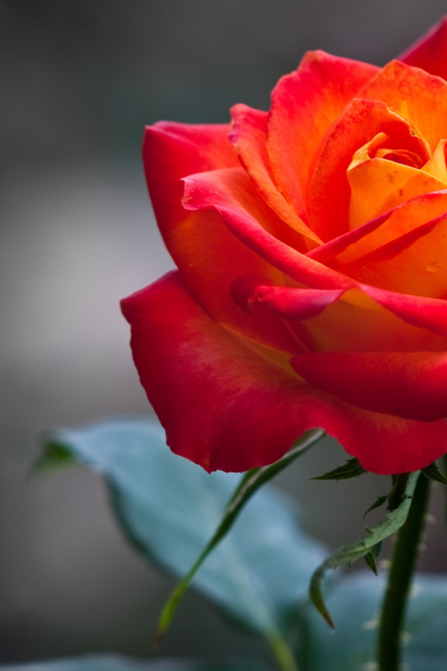 Оранжевая роза