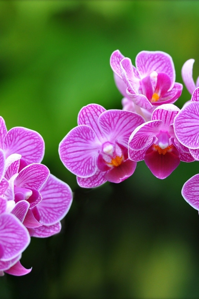 Цветки Орхидеи