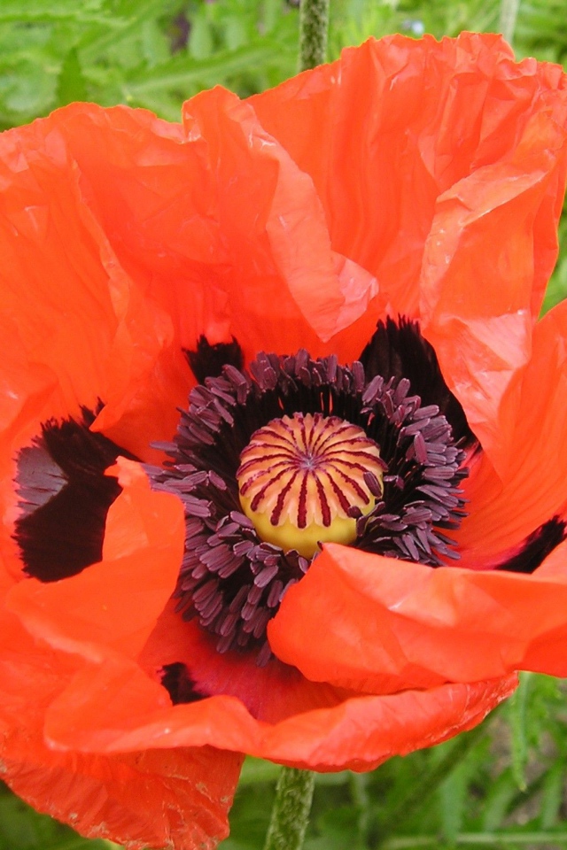 Восточный мак распустился в саду