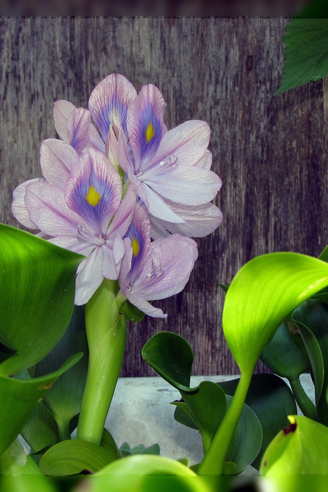 Цветок гиацинт восточный