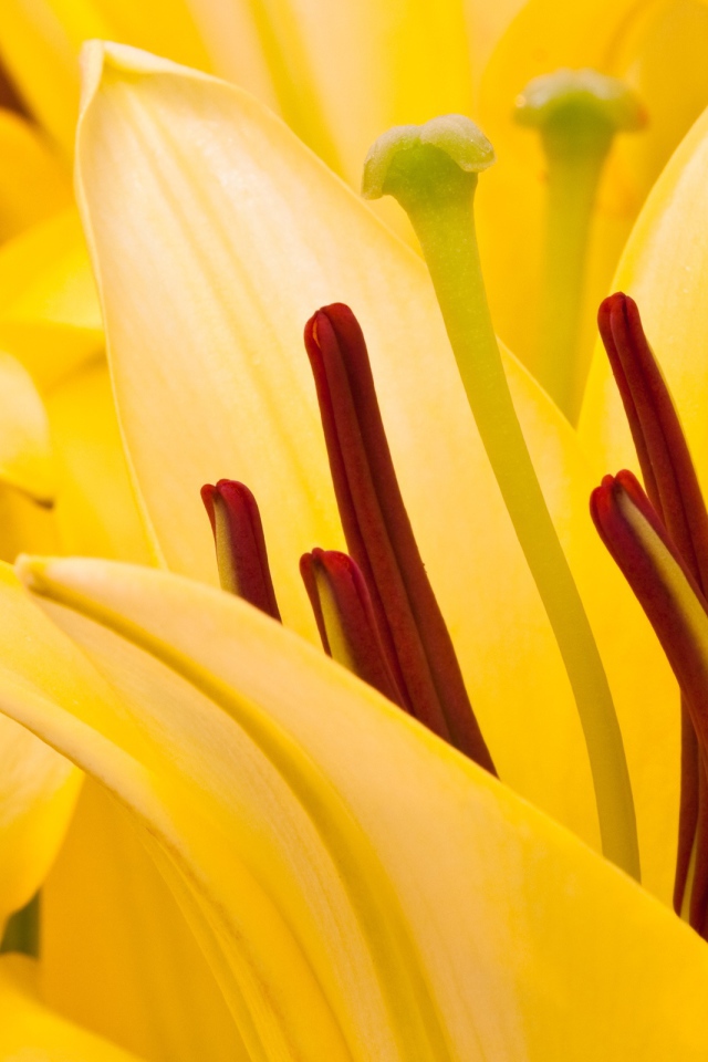 Восточная лилия