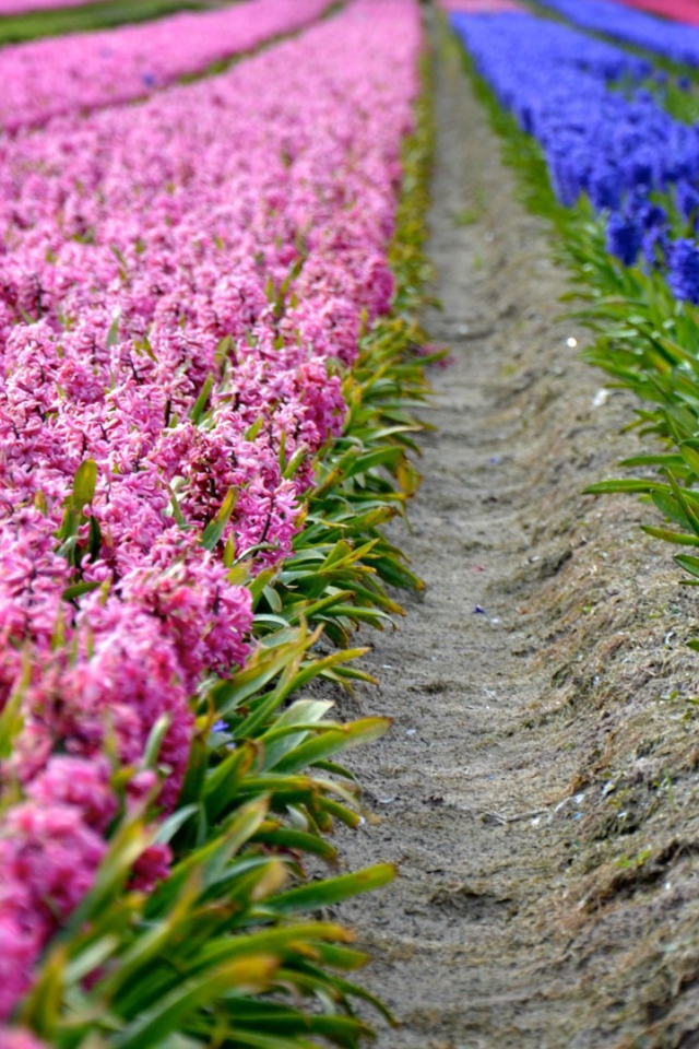 Поля декоративных цветов