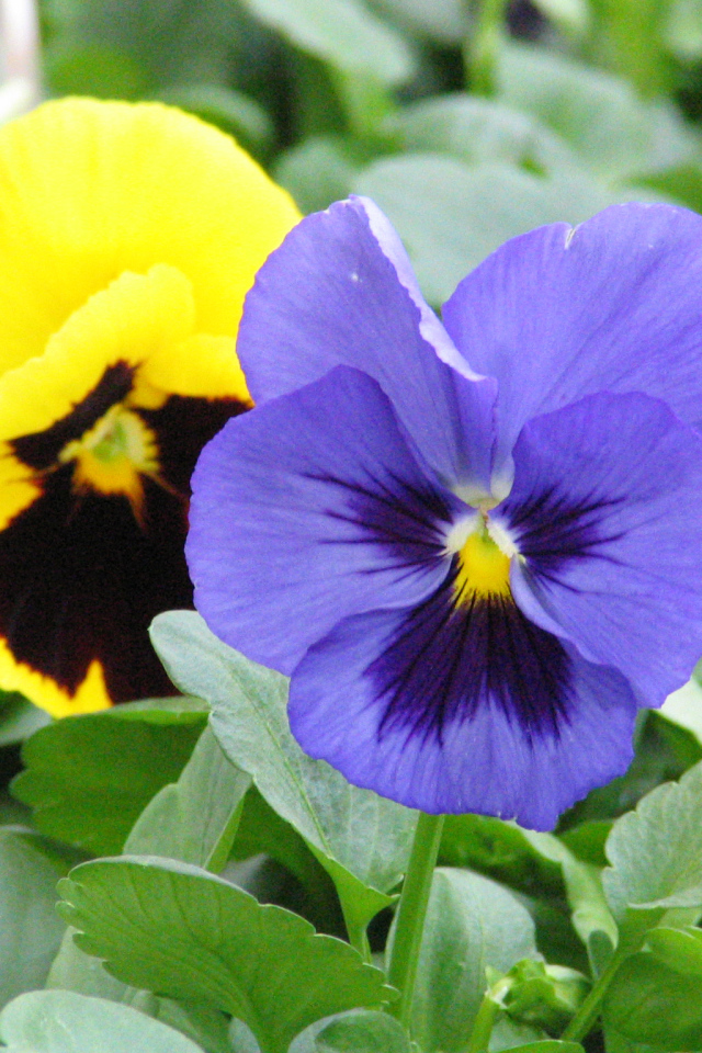 Анютины глазки расцвели в саду