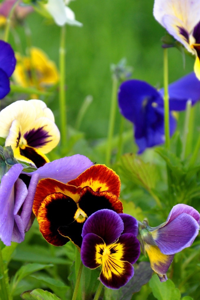 Цветы Анютины глазки расцвели возле дома