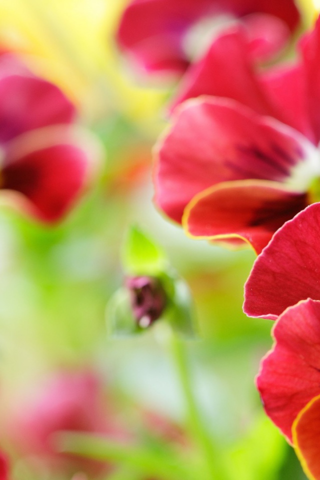 Анютины глазки