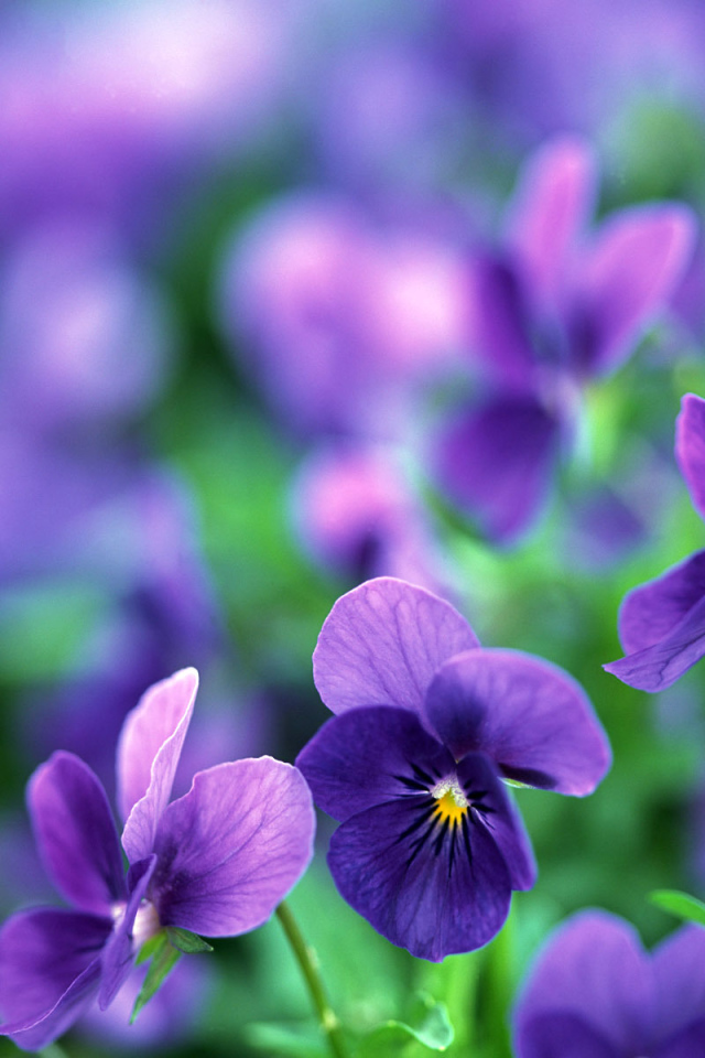 Цветы анютины глазки в саду