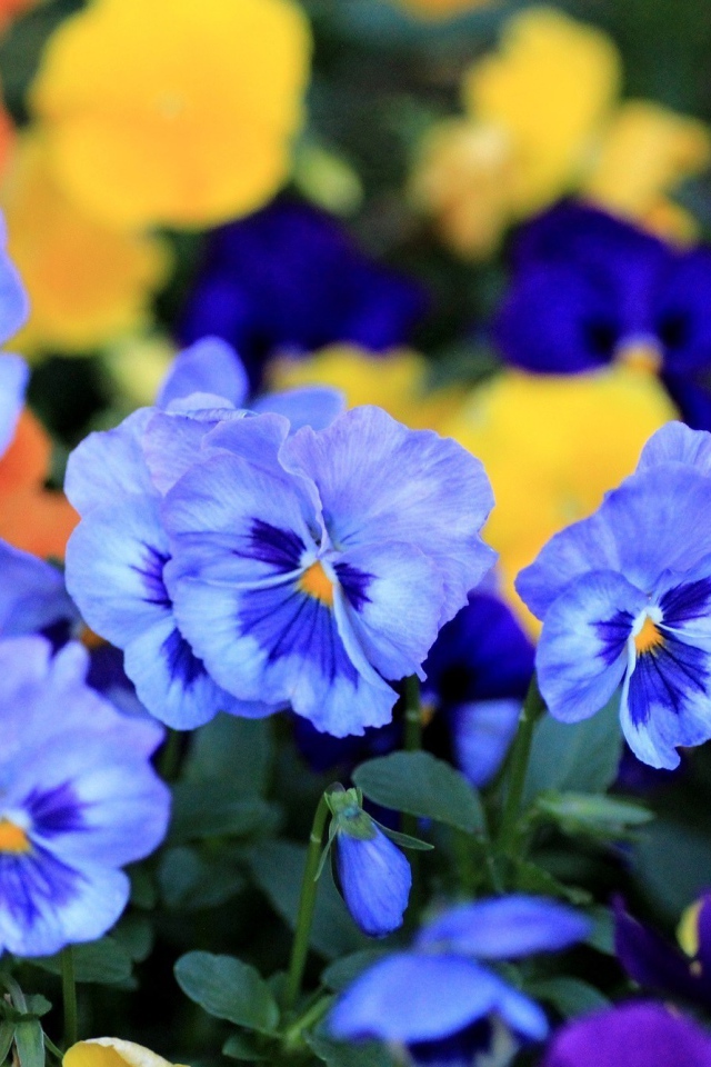 Цветы анютины глазки весной в саду