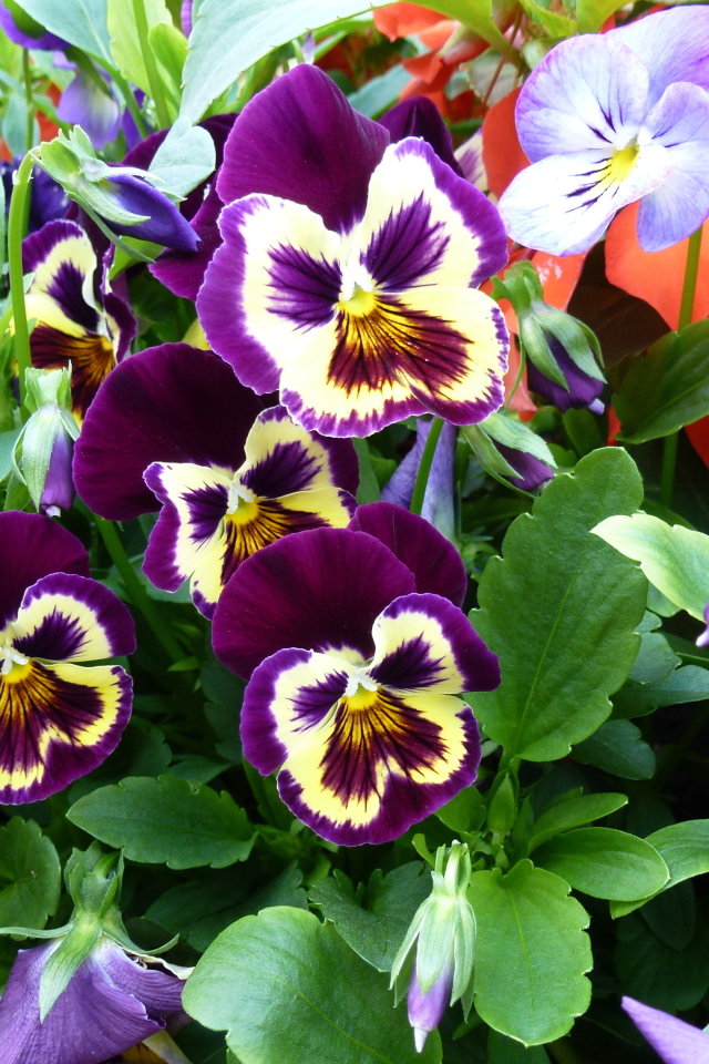 Цветы анютины глазки расцвели в лесу