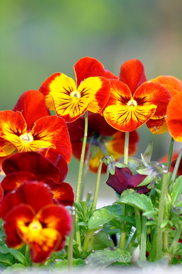 Цветы анютины глазки расцвели в саду