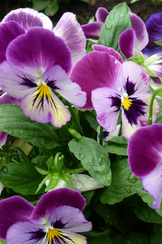 Цветы анютины глазки расцвели на поляне