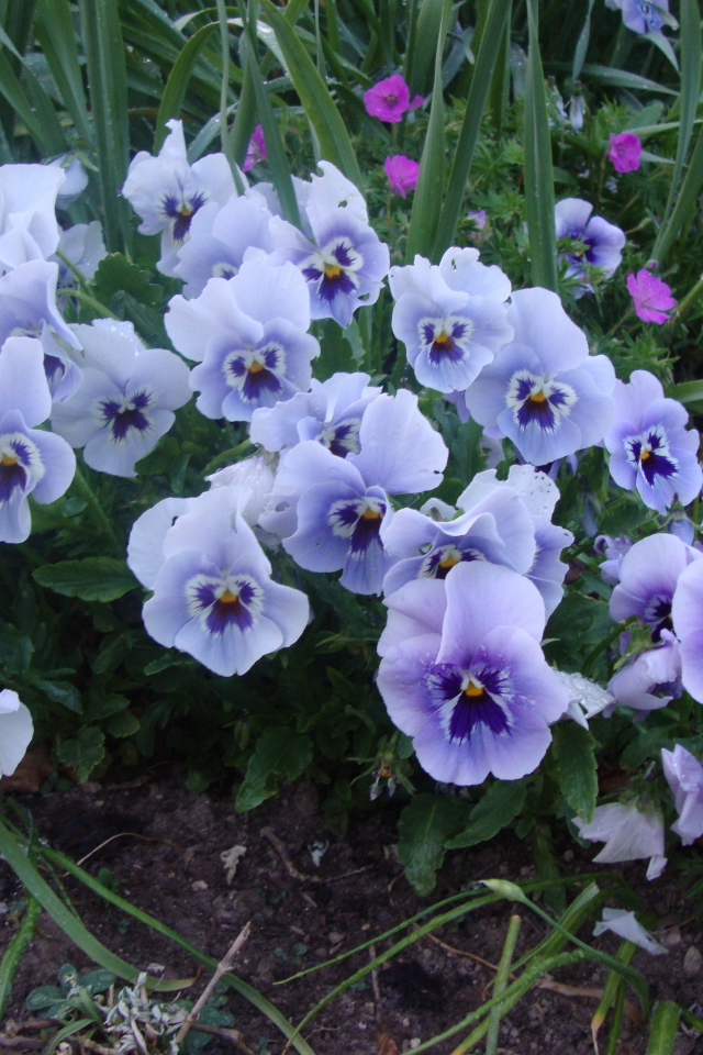 Цветы анютины глазки в лесу