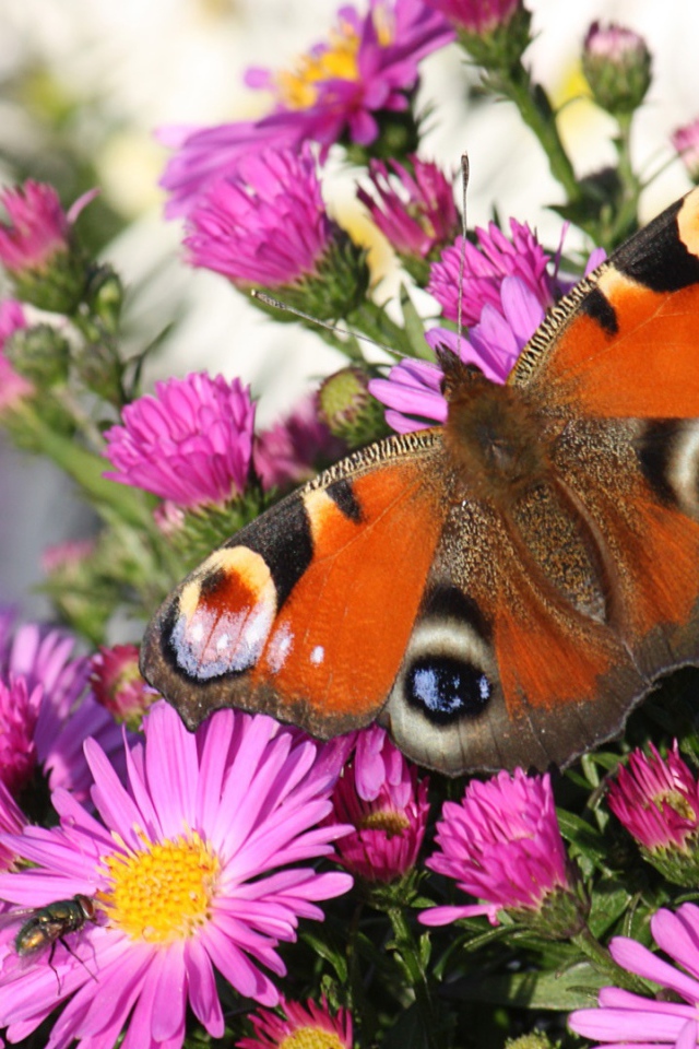 Бабочка павлин