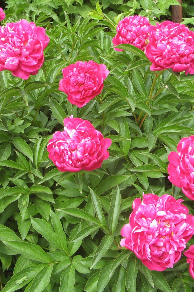 Цветы пионы в моем саду
