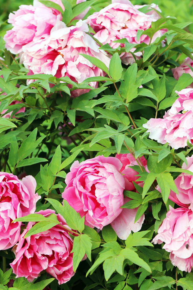 Цветы пионы в саду