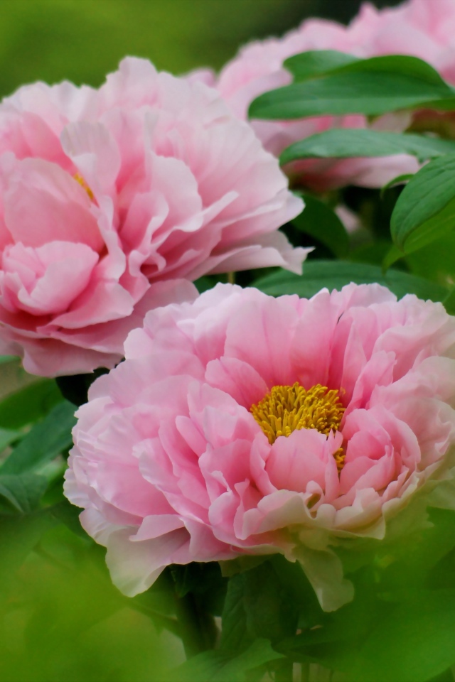 Цветы пионы под солнцем