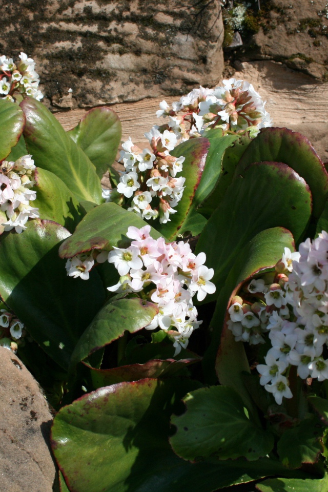 Бадан многолетнее растение