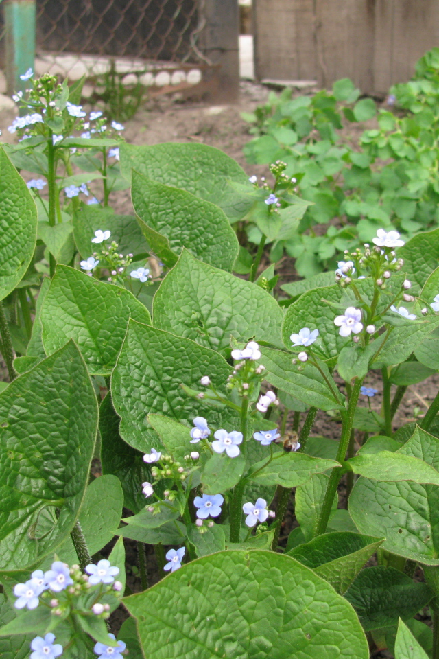 Многолетнее красивое растение бруннера