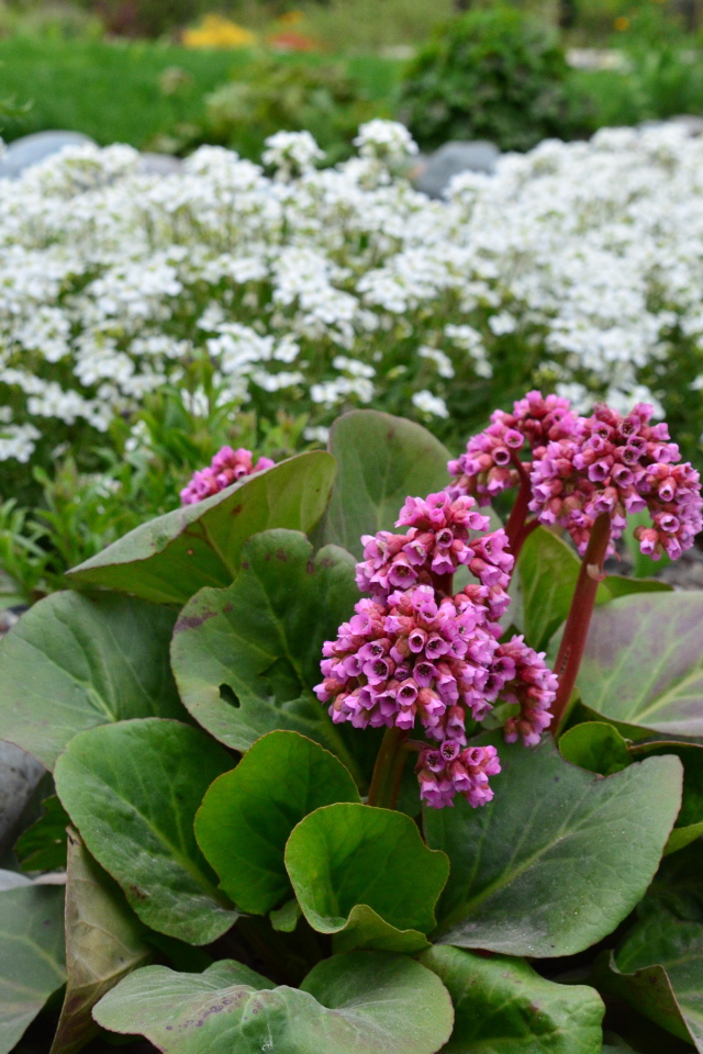 Многолетнее растение бадан