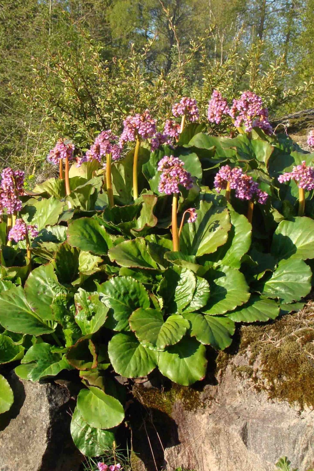 Многолетнее растение бадан в парке