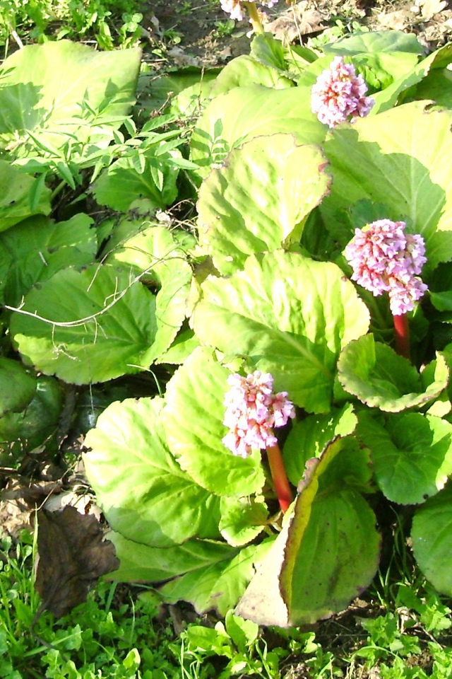 Многолетнее растение бадан на солнце