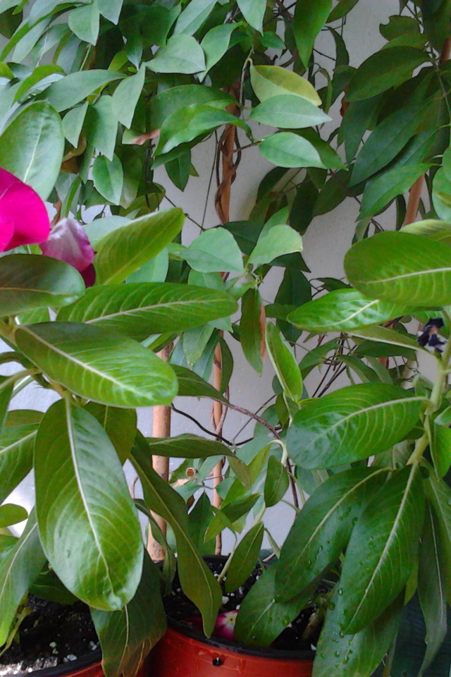 Садовые цветы барвинок на дачном участке