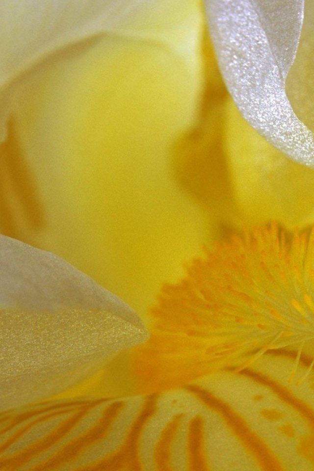 Лепестки желтого ириса