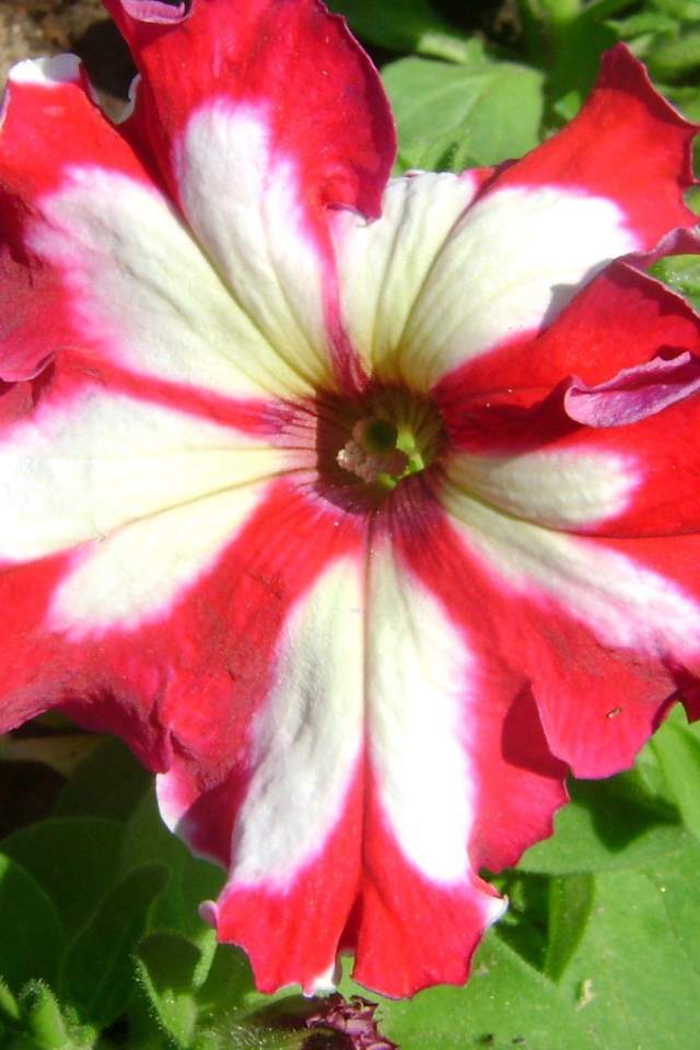 Выращивание цветов петуния в саду