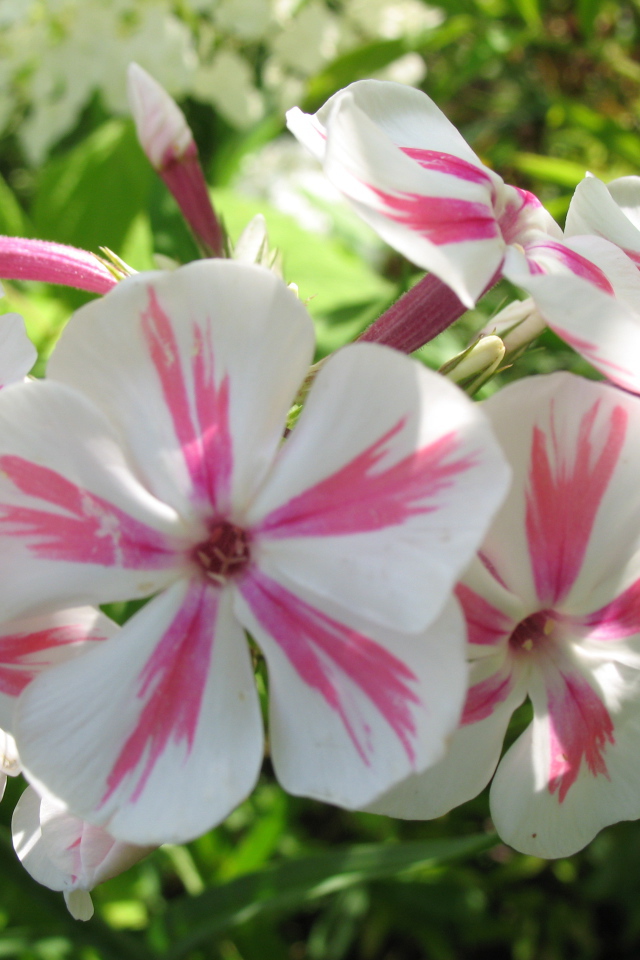 Флокс расцвел на солнечной поляне