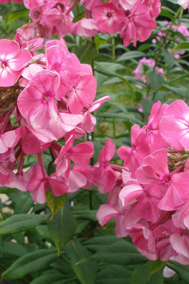 Цветы флокс цветут в саду