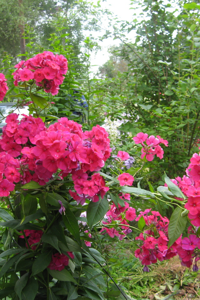 Цветы флокс цветут на поляне