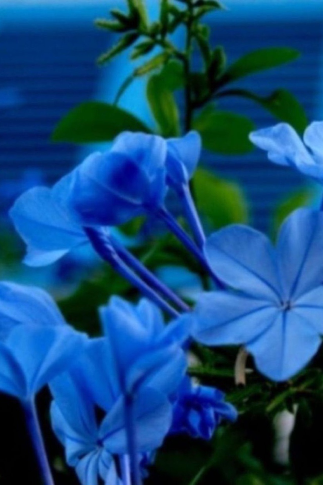 Цветы флокс весной на поляне