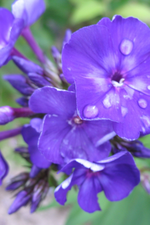 Цветы флокс на поляне