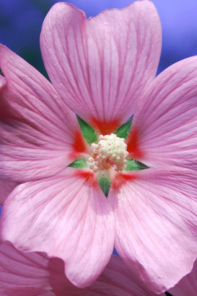 Возьмите цветок