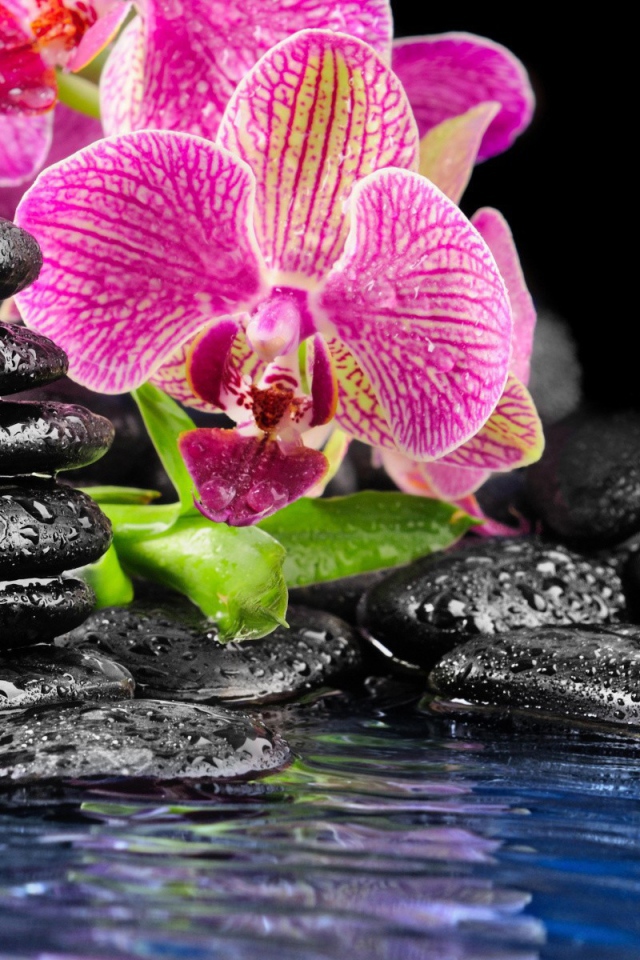 Розовые орхидеи и черные камни