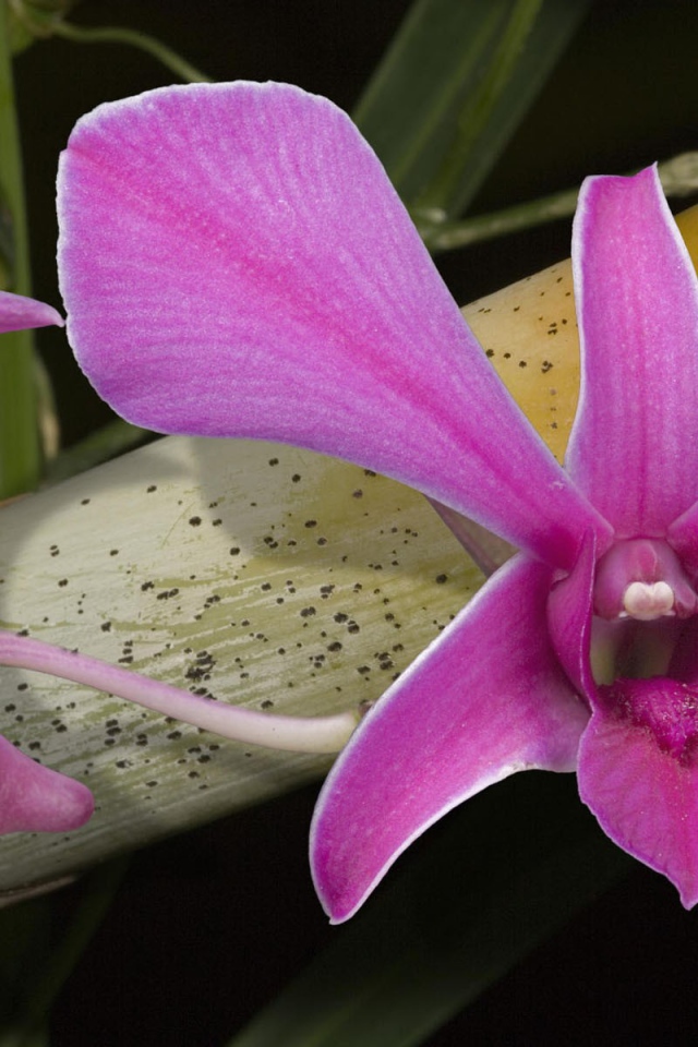 Розовые цветы орхидеи