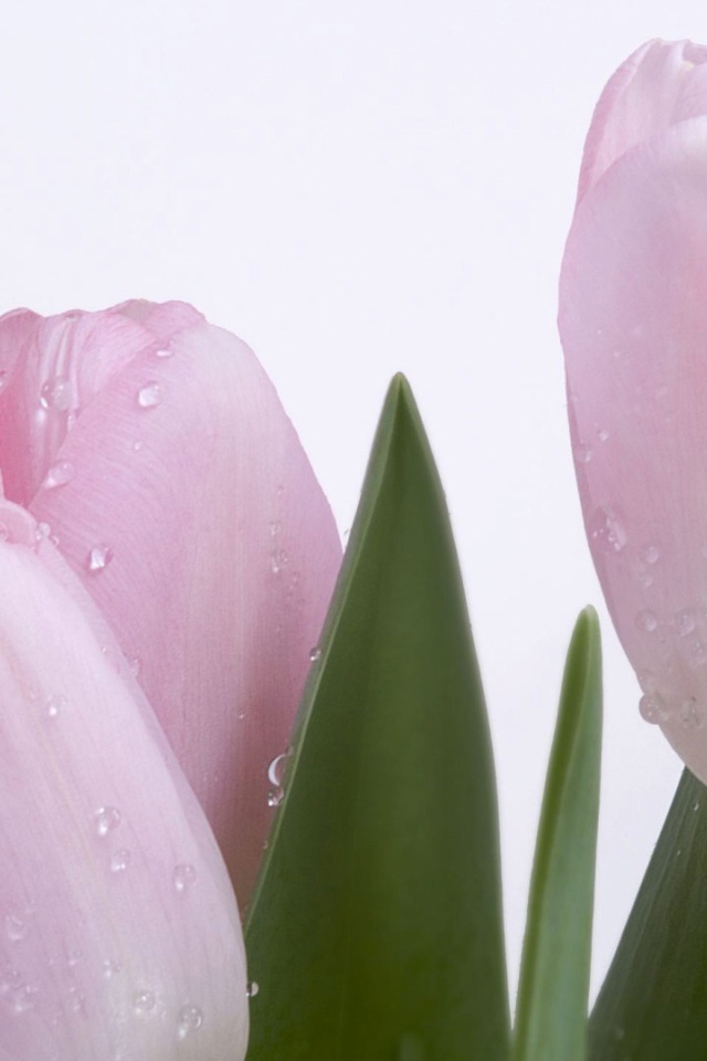 Розовый тюльпан