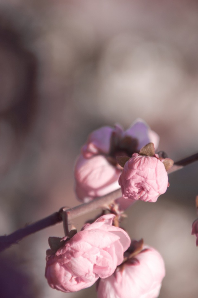 Розовые бутоны на ветке