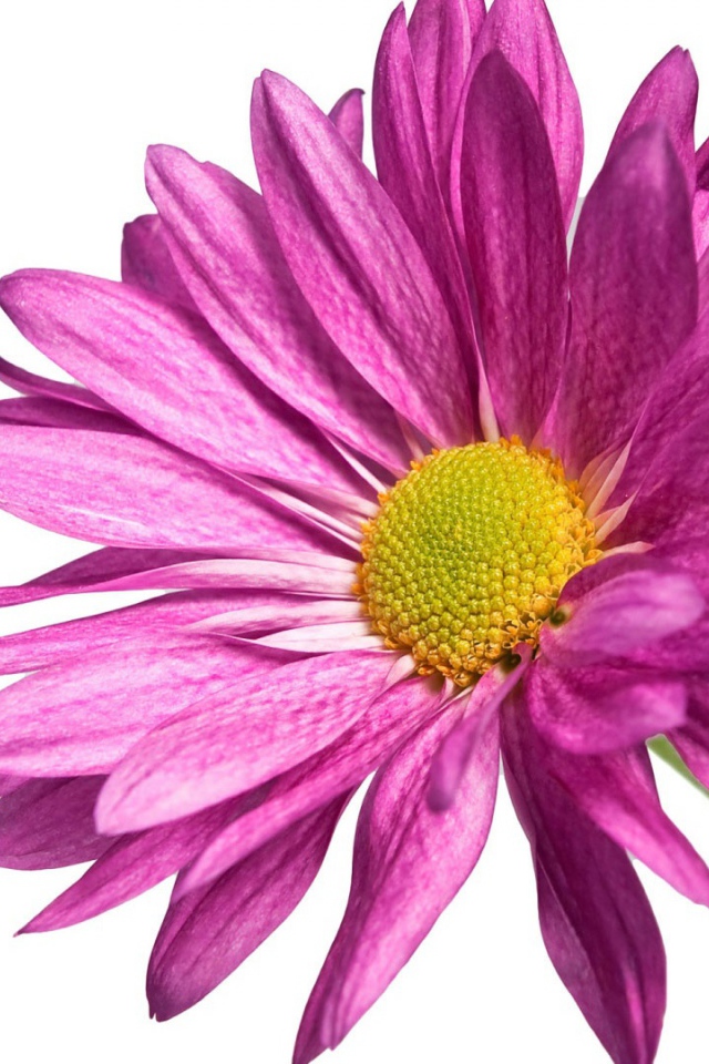 Розовая ромашка