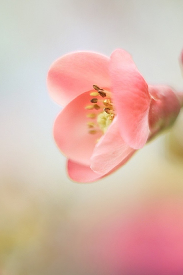 Розовый цветок