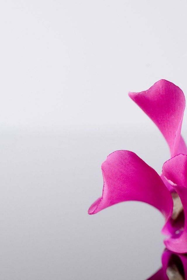 Одинокий розовый цветок